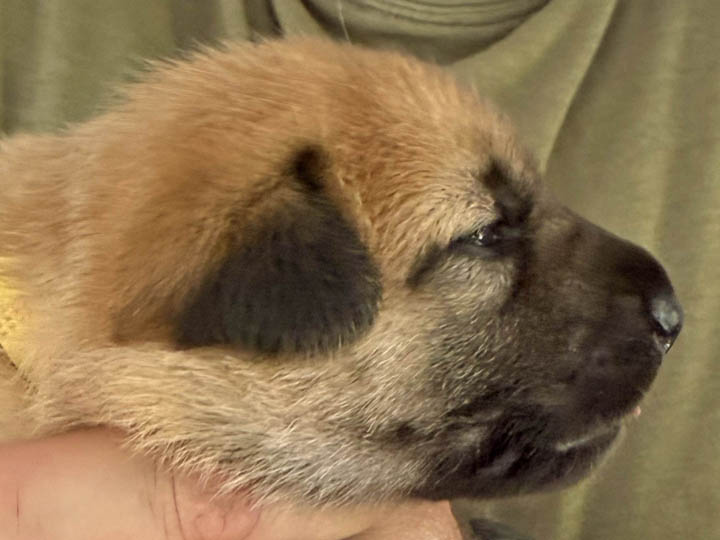 chinook puppy